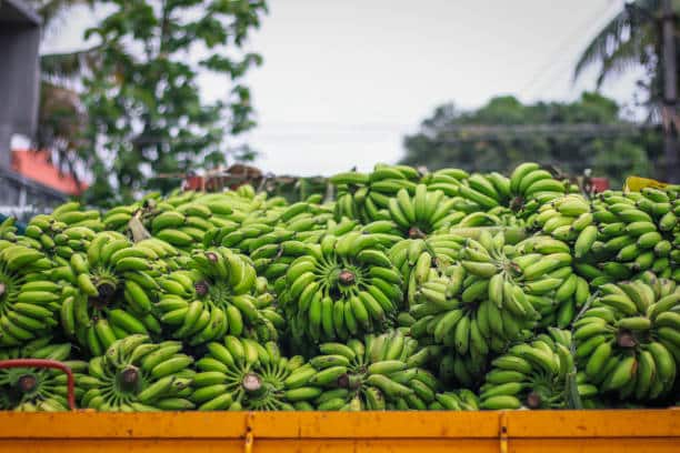 Engineering Job And Started Banana Farming roo