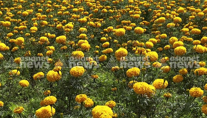 marigolds bloom at farm in wayanad noolpuzha grama panchayath vkv