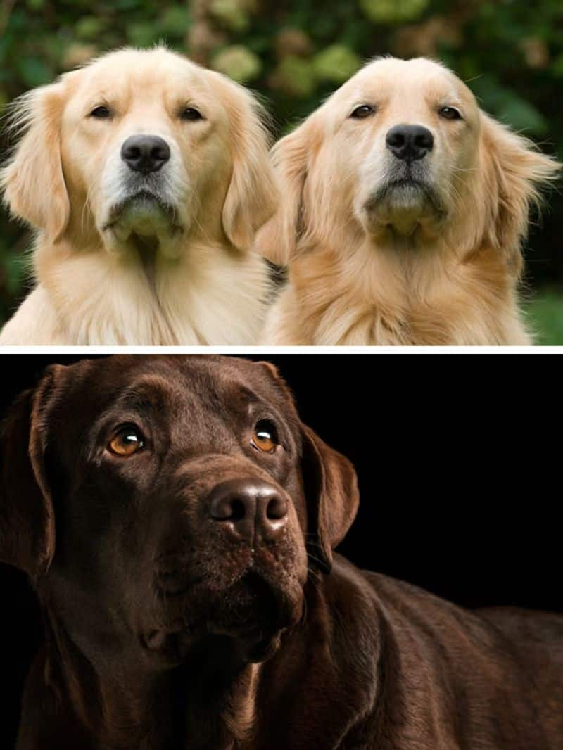 Golden Retriever to Labrador-7 Dog Breeds That Make Poor Guard Dogs RBA