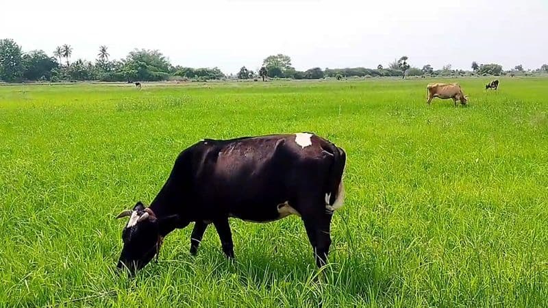 As there is not enough water for agriculture, the farmer has left goats and cows to graze on his farm land