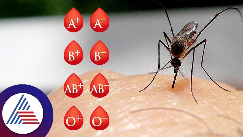 Do Mosquitoes Prefer a Certain Blood Type, What study says Vin