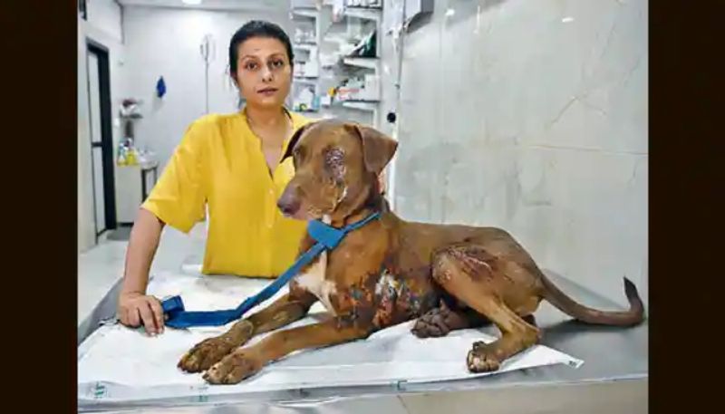 acid attack against stray dog in mumbai hyp