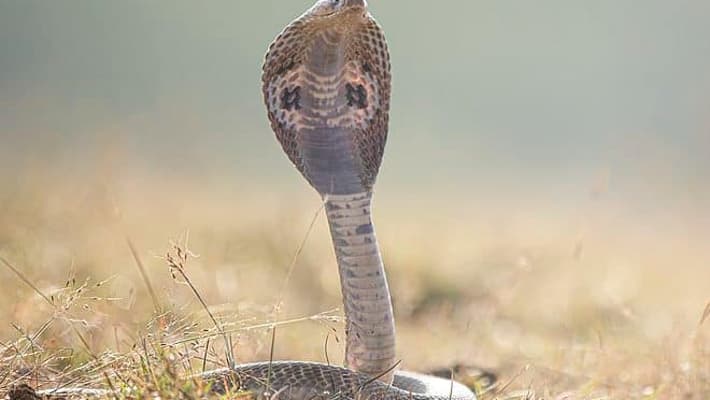 Haryana Man Rescues 5,600 Snakes In A Decade, Gets Bitten 10 Times