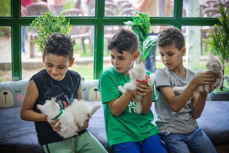 War-scarred Gaza finds furry respite in its first cat cafe - WATCH snt