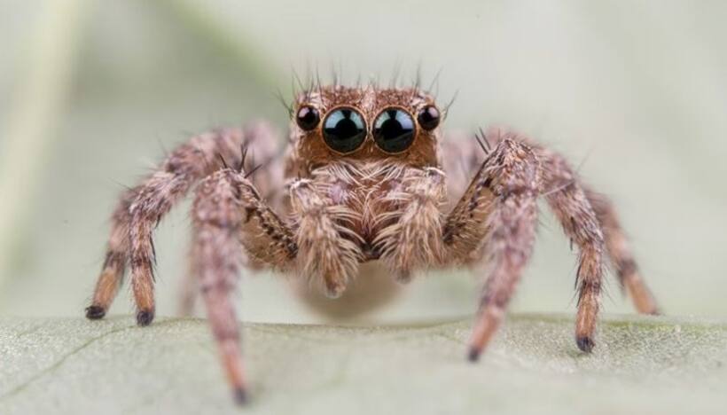 Arachnid allies: 6 fascinating spiders that make unexpected companions
