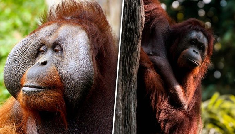 International Orangutan Day 2023: Date, history, significance ATG EAI