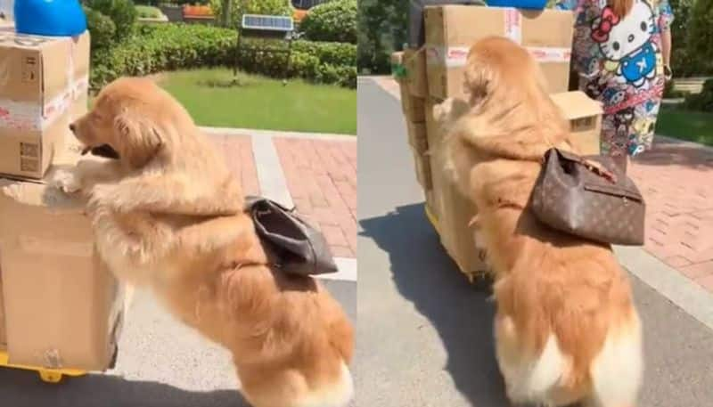 dog carrying bag in a wheelbarrow viral video azn