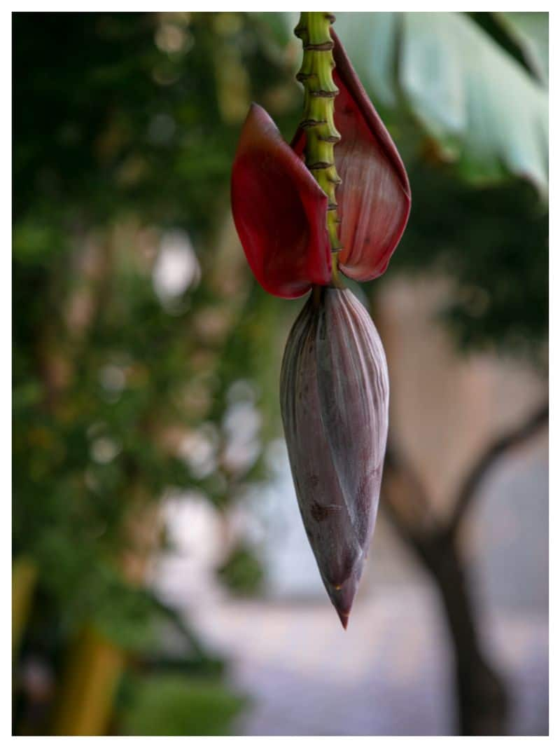 health benefits of banana flower -rse- 