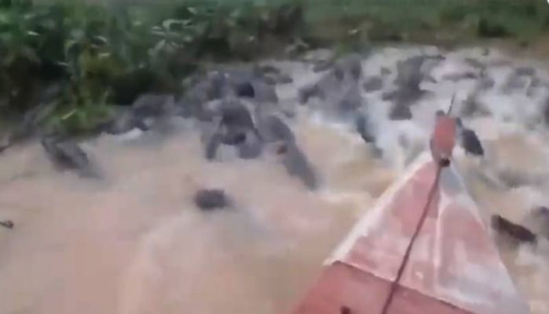 boat moving past hundreds of crocodiles rlp