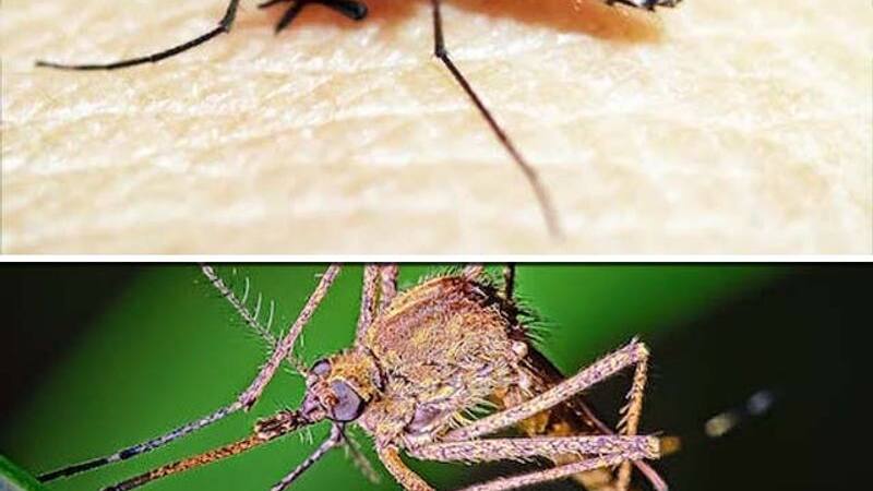 World Mosquito Day 2023
