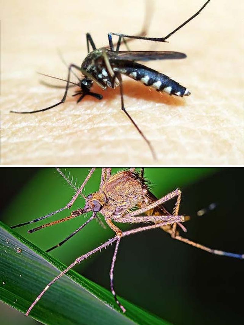 World Mosquito Day 2023