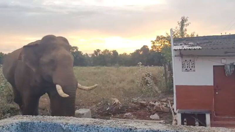 After 5 months Baahubali wild elephant returned to Samayapuram area!