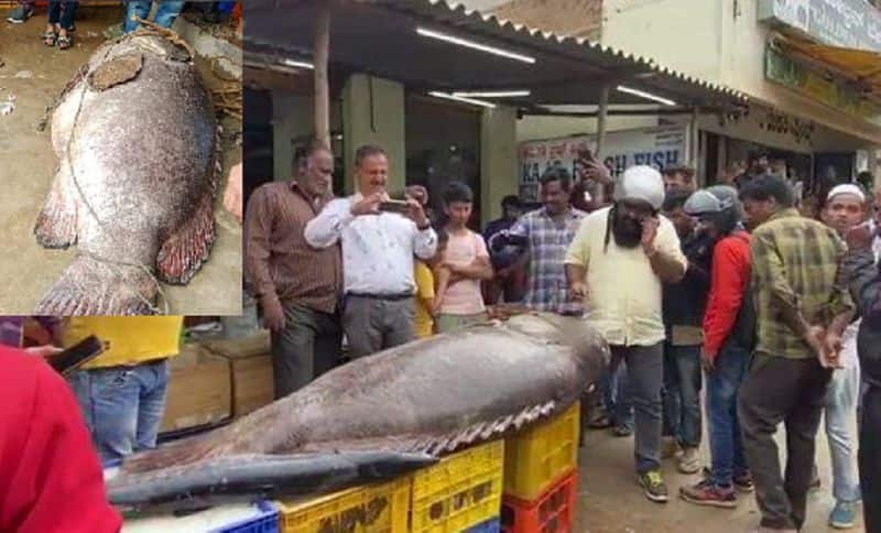 340 kg ambur fish in sale in chikkamagaluru gvd