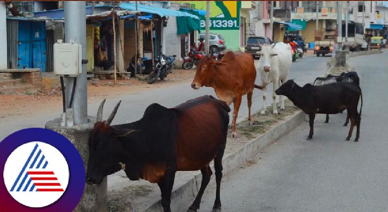 Stray cattle relocation by Yadagiri Municipal Corporation woman cries rav