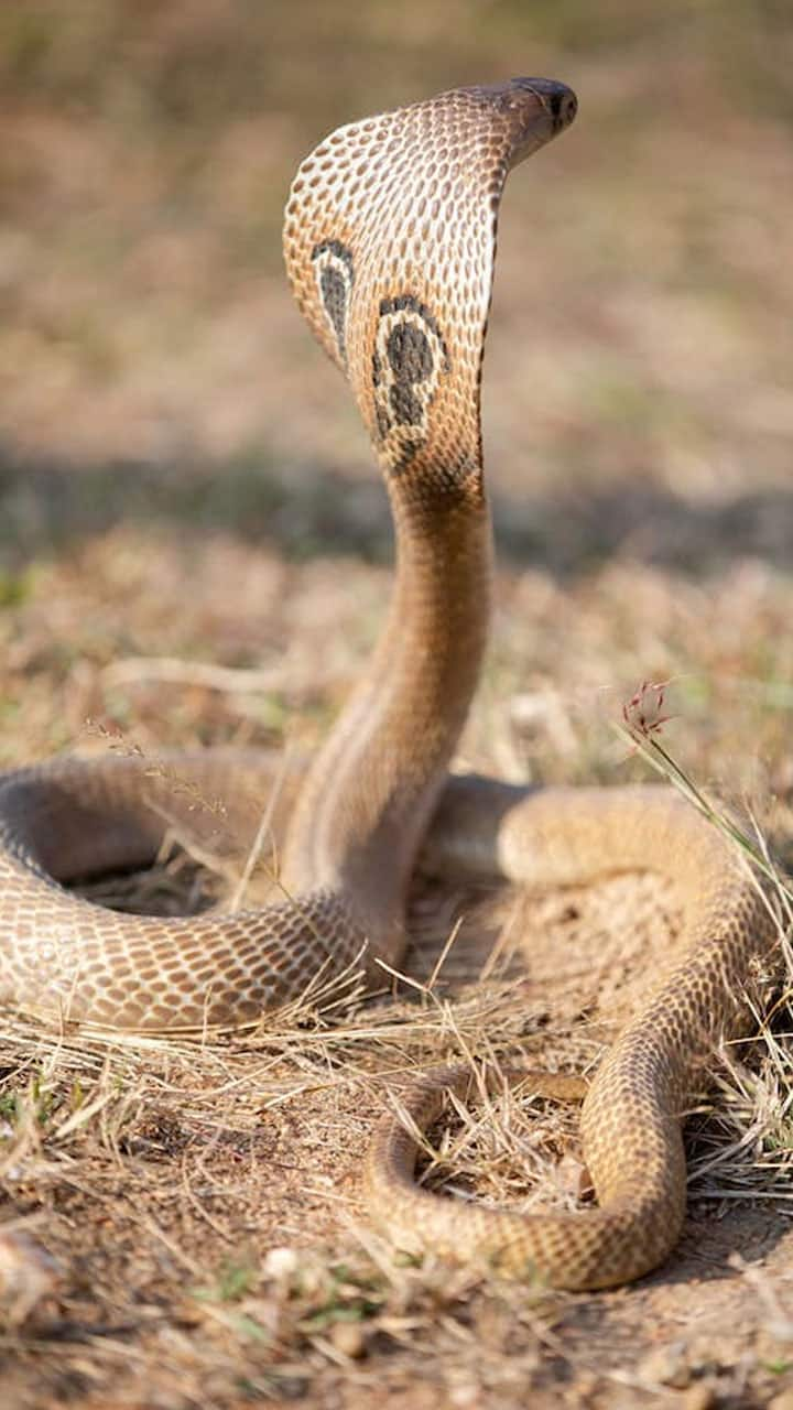 King cobra wrapped around uttarpradesh woman what happened next Rya