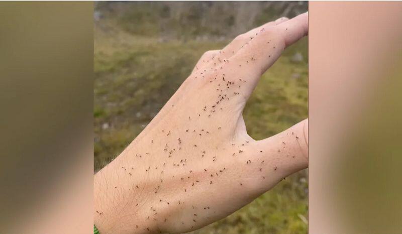 Bizarre Repellent manufacturer in UK seeks volunteers for 8-hour insect bite endurance test snt