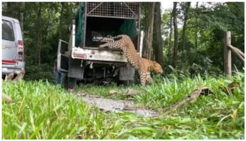 video of rescued leopard being released into the wild goes viral bkg 