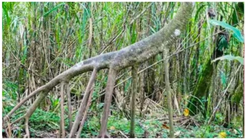 palm trees in ecuador walk 20 meters in every year bkg 