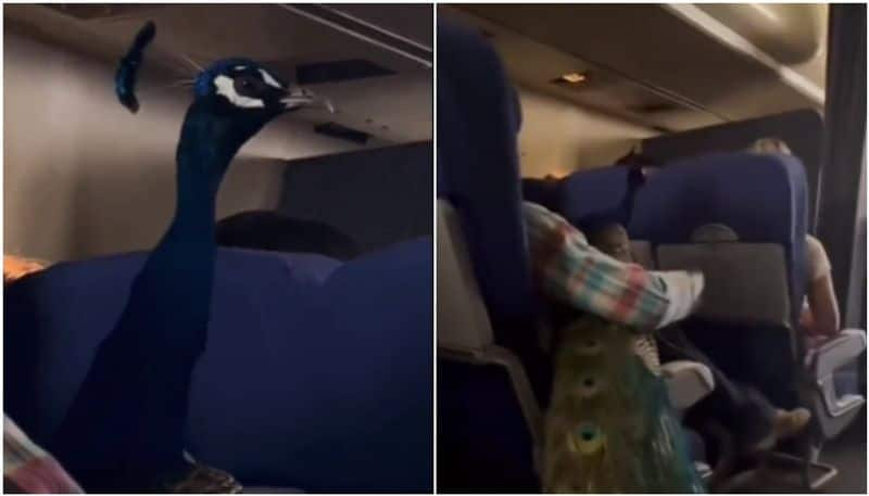 woman with peacock inside flight the video going viral hyp