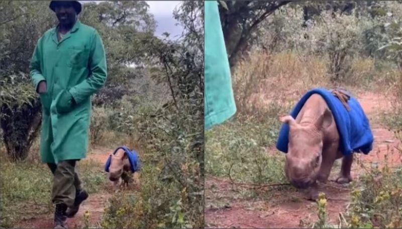 baby rhino walks with its care giver the cute video going viral hyp