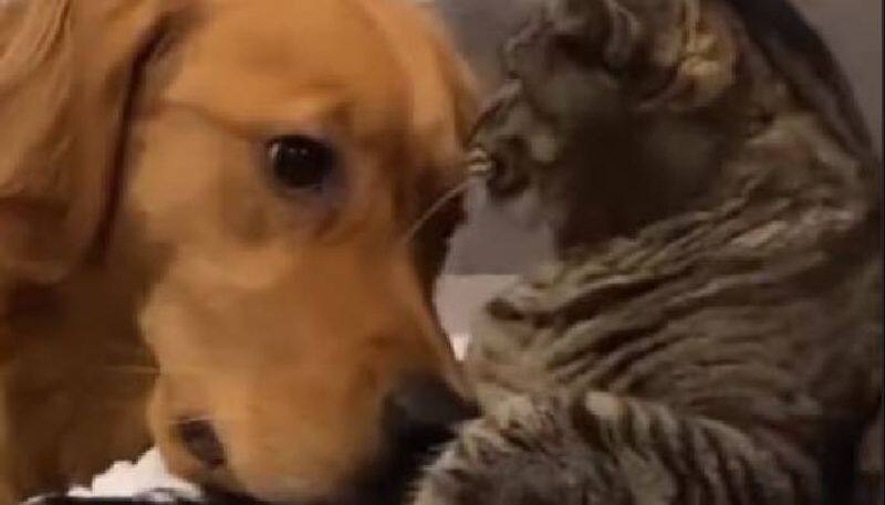 cat rejects dogs friendship viral video rlp