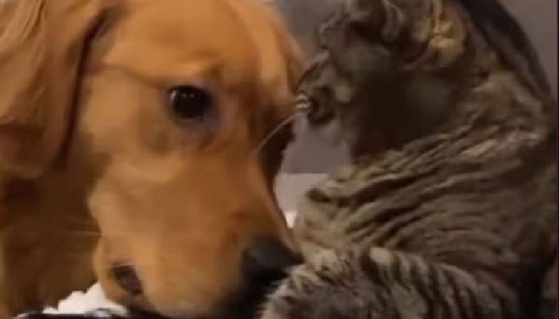 cat rejects dogs friendship viral video rlp