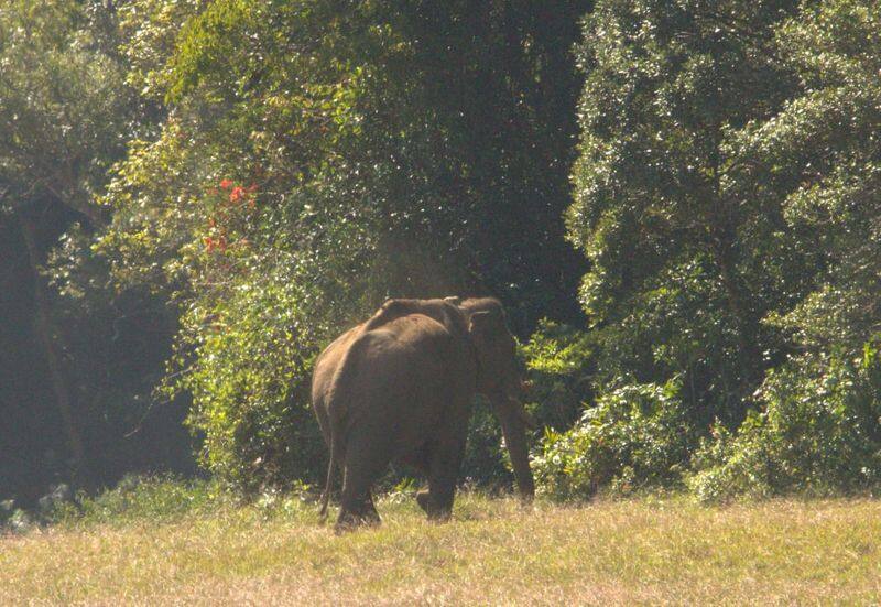 a single elephant roaming in road side at udumalpet in tirupur district vel