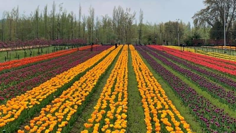 Beautiful pictures of Kashmirs Tulip Garden which enters World Book of Record akb