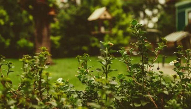 man says that ex owner of his home request their old garden back hyp