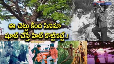 సినిమా చెట్టు విశేషాలు... 300 సినిమాల చిత్రీకరణ జరిగింది ఈ చెట్టు కిందే..!