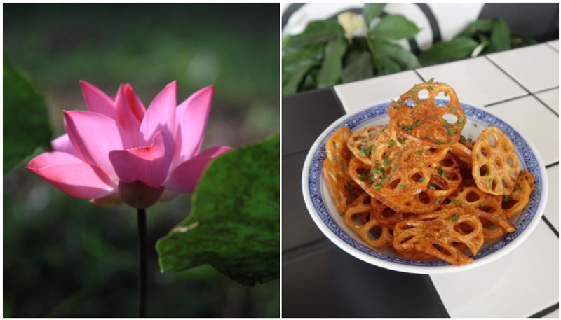 Lotus Root: 7 lesser-known benefits for your health and well-being MSW EAI