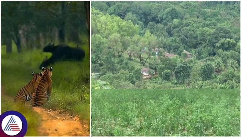 Chikkamagaluru Tehsildar Bhadra Tiger Reserve land handed over to private person sat