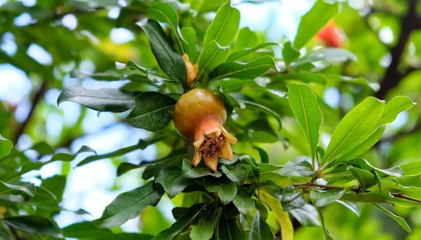 Hair miracle: 5 ways in which Pomegranate Leaves can maintain your shiny black locks
