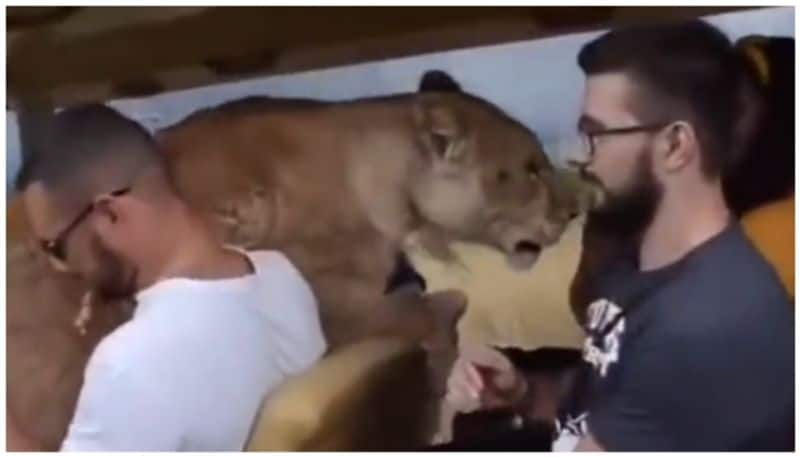 video of Visitors shivering in fear after the Lioness jumps into their vehicle goes viral bkg 