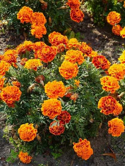 1. Marigolds (Tagetes)