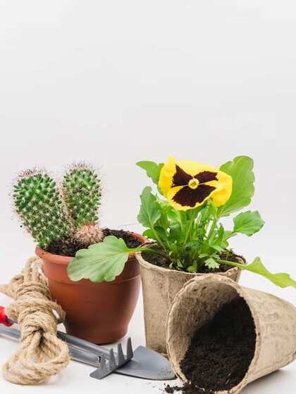 2. Pansies (Viola tricolor)