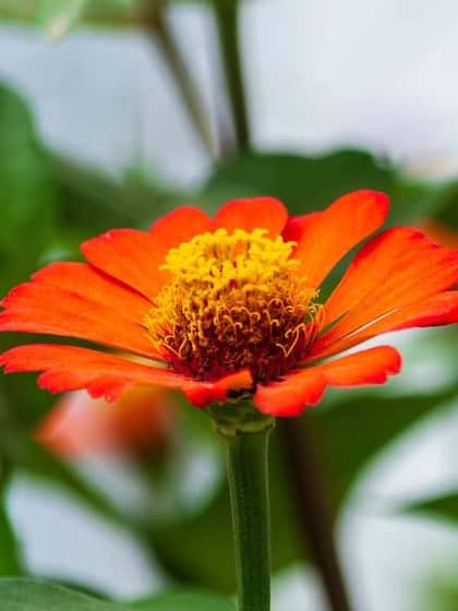 3. Zinnias (Zinnia elegans)