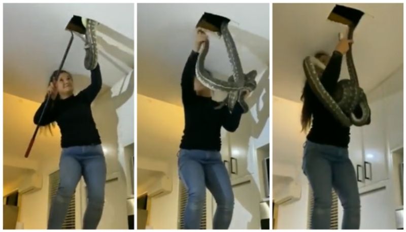 video of a young woman catching two huge snakes from a mole with her hands has gone viral bkg 