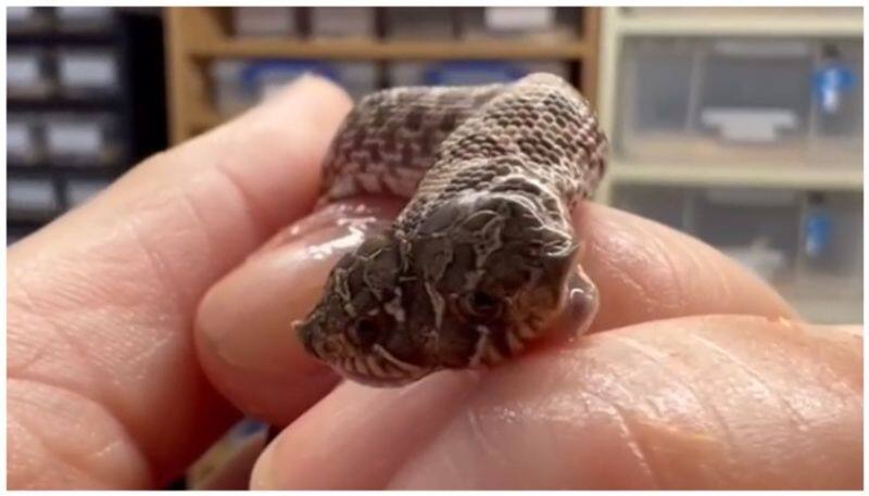 video of rare Baby two-headed snake goes Viral bkg 