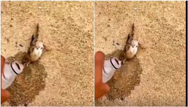 man giving water to thirsty bird the video going viral hyp