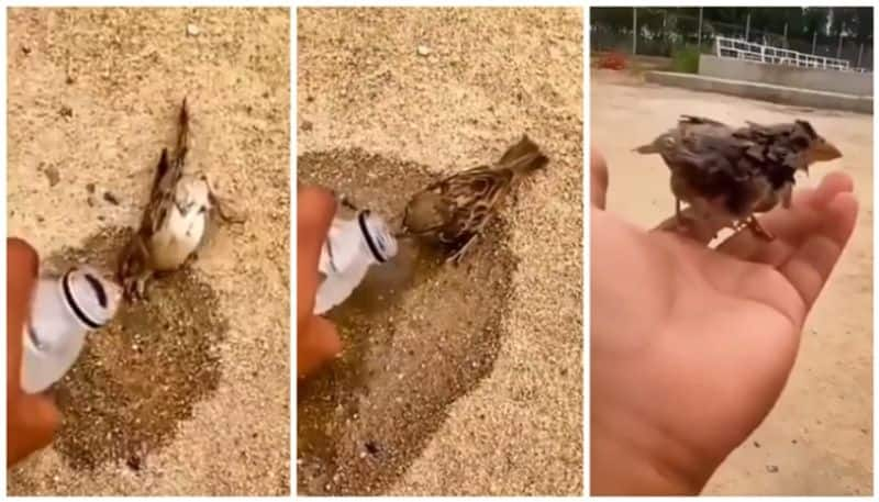 video of giving life to a sparrow facing death goes viral bkg