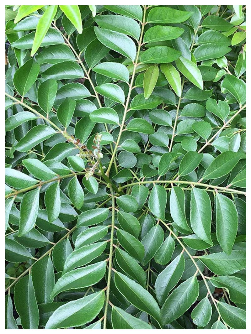 know the health benefits of curry leaves-rse- 