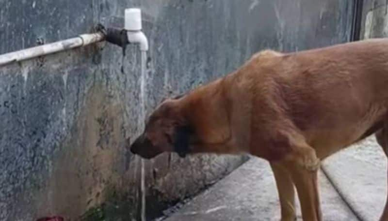 woman helps stray dog to drink water rlp