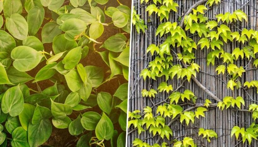 7 vital factors to consider when cultivating indoor creepers