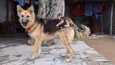 आपने नहीं देखी होगी ऐसी दोस्ती, कुत्ते की पीठ पर सवार नवजात बंदर दिन भर करता है मस्ती