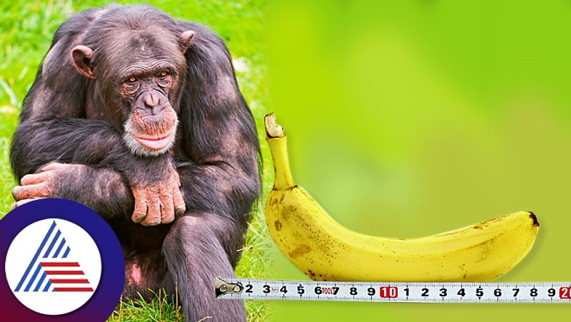 why man's penis is larger than any other primates? evolution says