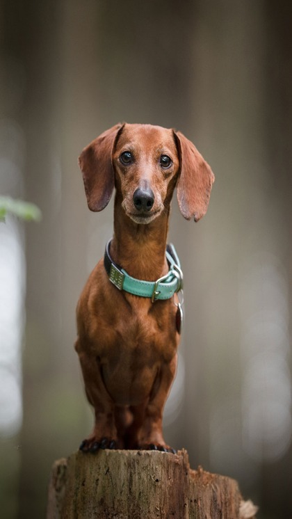 Dachshund