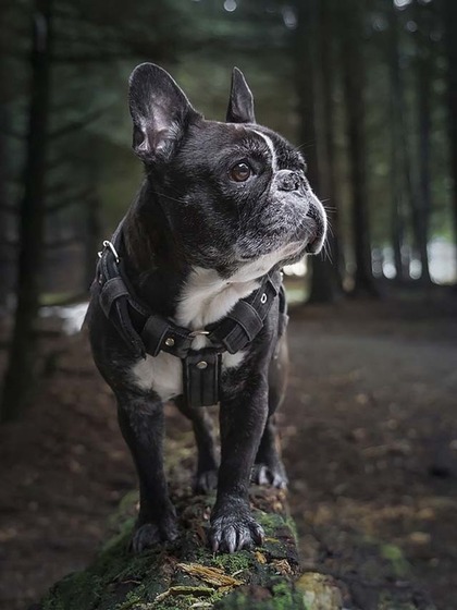 French Bulldog