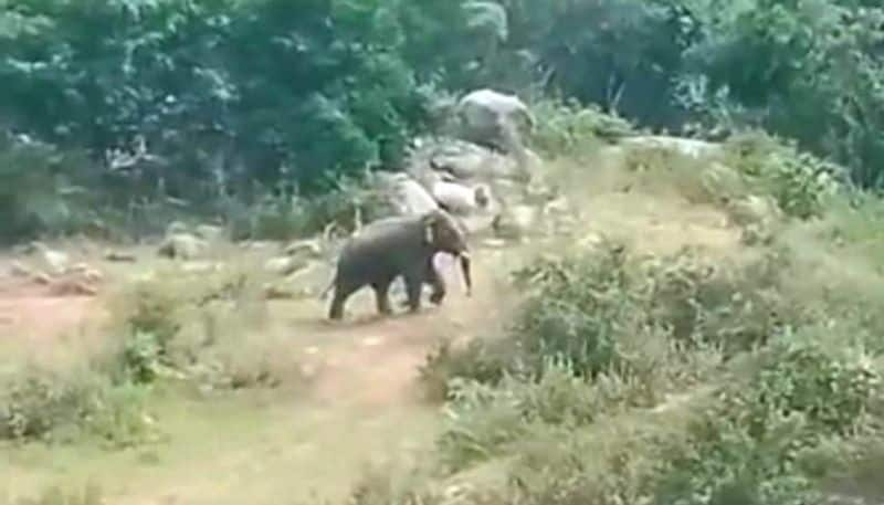 forest elephant chases a farmers aggressively in nilgiris district vel