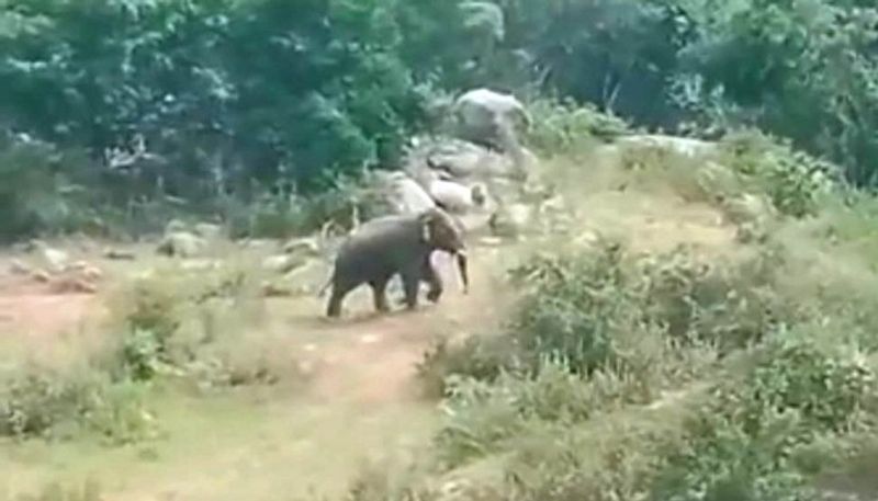 forest elephant chases a farmers aggressively in nilgiris district vel